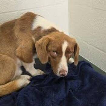 Beagle Dogs Available for Adoption in Lyndhurst, Virginia - SVAS-Stray-38691 | PetCurious