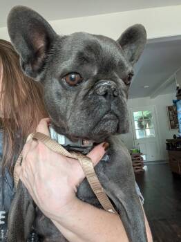 Bella -  French Bulldog Dog for Adoption in Bryan, Texas - Bella | PetCurious