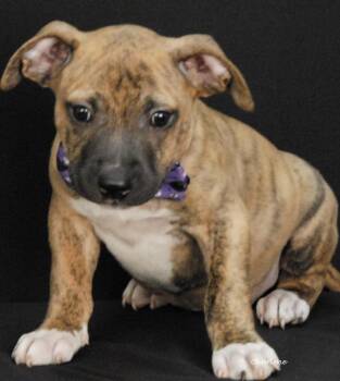 Ralphie -  Boxer Dog for Adoption in Newland, North Carolina - Ralphie | PetCurious