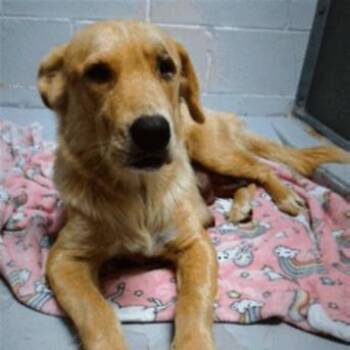 Susie -  Golden Retriever Dog for Adoption in Santa Fe, Texas - Susie | PetCurious