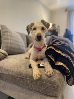 Cynthia -  Poodle and Mixed Breed Dog for Adoption in New York, New York - Cynthia | PetCurious