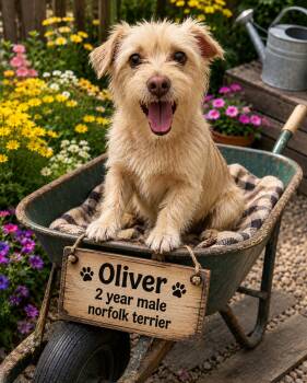OLIVER 2 YEAR MALE NORFOLK TERRIER - PETCO, 5011 E. RAY ROAD, PH -  Norfolk Terrier Dog for Adoption in Mesa, Arizona - OLIVER 2 YEAR MALE NORFOLK TERRIER - PETCO, 5011 E. RAY ROAD, PH | PetCurious