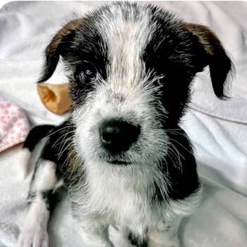 Terrier Dogs Available for Adoption in Las Vegas, Nevada - Austin OS RR UT | PetCurious