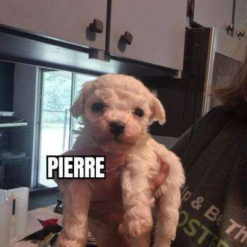 Bichon Frise Dogs Available for Adoption in Olympia, Washington - Pierre | PetCurious