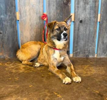 ROYCE 425 -  Shepherd Dog for Adoption in New Berlin, Wisconsin - ROYCE 425 | PetCurious