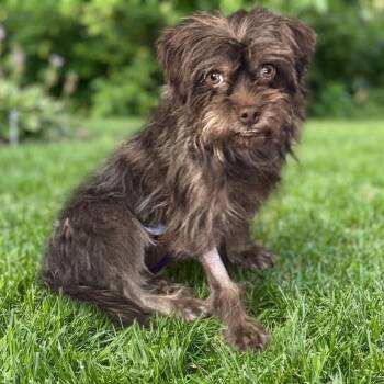 Jarjar -  Brussels Griffon and Terrier Dog for Adoption in Las Vegas, Nevada - Jarjar | PetCurious