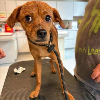Les Claypool Stray Hold 9/20 -  Mixed Breed Dog for Adoption in Huntington, West Virginia - Les Claypool Stray Hold 9/20 | PetCurious
