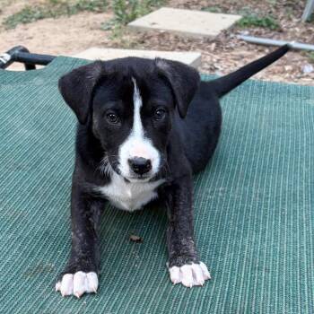 Gouda -  Labrador Retriever and Mixed Breed Dog Available for Adoption in Raleigh, North Carolina - Gouda | PetCurious