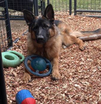 Rescue German Shepherd Dog Dogs for Adoption - Persia | PetCurious