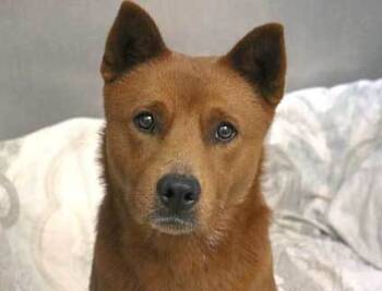Rescue Australian Cattle Dog Blue Heeler and Jindo Dogs for Adoption in Wildomar, California - Archie | PetCurious