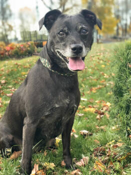 Rescue Labrador Retriever and Mixed Breed Dogs for Adoption in Anderson, Indiana - Chase | PetCurious
