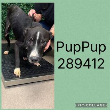 PUP PUP -  Mixed Breed Dog for Adoption in Macon, Georgia - PUP PUP | PetCurious