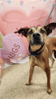 Australian Cattle Dog Blue Heeler and German Shorthaired Pointer Dogs Available for Adoption - Trooper Prev Casper JW | PetCurious