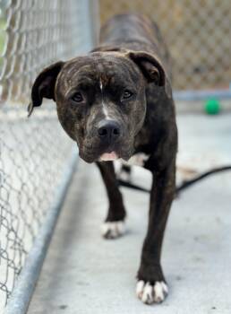 Rescue Pit Bull Terrier and Boxer Dogs for Adoption in Hackensack, Minnesota - Lightning Bug | PetCurious
