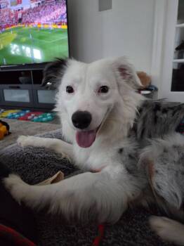 Bennie -  Australian Shepherd Dog for Adoption in Alexandria, Virginia - Bennie | PetCurious