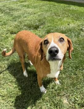 Brutus -  Beagle Dog for Adoption in Pearisburg, Virginia - Brutus | PetCurious