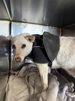TOBY -  Mixed Breed Dog for Adoption in El Paso, Texas - TOBY | PetCurious