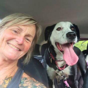 Earl Grey -  Border Collie and Shepherd Dog for Adoption in Richmond, Virginia - Earl Grey | PetCurious