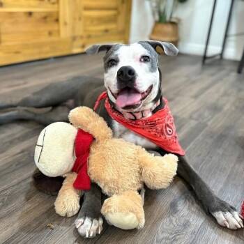 Pit Bull Terrier and American Staffordshire Terrier Dogs Available for Adoption - Daisy Adventure Pal | PetCurious