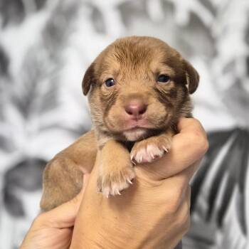 Cinnamon Twist -  Shepherd Dog for Adoption in Wahiawa, Hawaii - Cinnamon Twist | PetCurious
