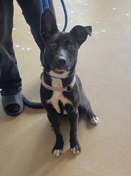 Espresso -  Mixed Breed Dog for Adoption in Alexandria, Virginia - Espresso | PetCurious