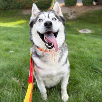 Onyx -  Husky Dog for Adoption in Spokane, Washington - Onyx | PetCurious
