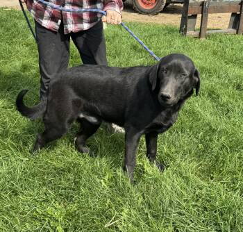 Rescue Chocolate Labrador Retriever Dogs for Adoption in Glenwood City, Wisconsin - Steel | PetCurious