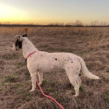 Pit Bull Terrier and Corgi Dogs Available for Adoption - Fatima | PetCurious