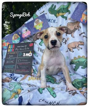 SpongeBob -  American Staffordshire Terrier Dog for Adoption in Sebring, Florida - SpongeBob | PetCurious