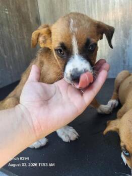 AANG -  Husky Dog for Adoption in San Antonio, Texas - AANG | PetCurious