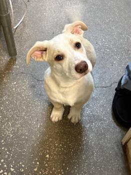 Mixed Breed Dogs Available for Adoption in Ocala, Florida - Baby Boy | PetCurious