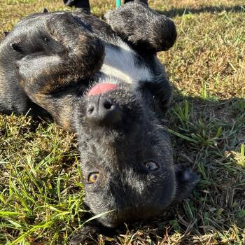 Rescue Mountain Cur and Terrier Dogs for Adoption in Franklin, North Carolina - Mystica | PetCurious