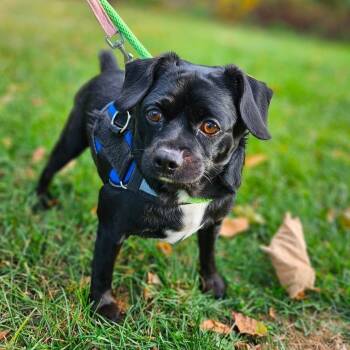 Rescue Mixed Breed Dogs for Adoption in Westhampton, New York - Tytus | PetCurious