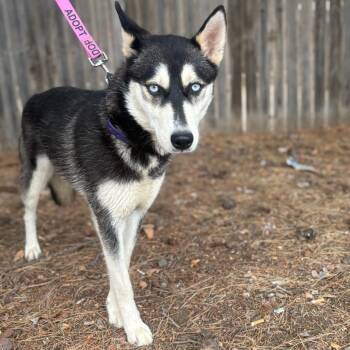 FWT London (Sasha) -  Husky Dog for Adoption in Midland, Texas - FWT London (Sasha) | PetCurious