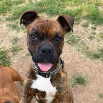 Boxer Dogs Available for Adoption - DUKE | PetCurious