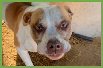 Pit Bull Terrier Dogs Available for Adoption - Bently | PetCurious