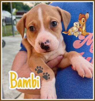 Bambi -  American Bulldog Dog for Adoption in Brentwood, Tennessee - Bambi | PetCurious