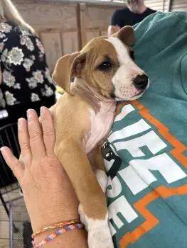Blessing -  Mixed Breed Dog for Adoption in Wyoming, Michigan - Blessing | PetCurious