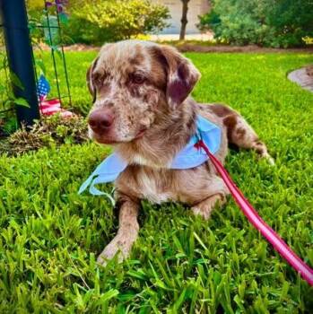 Birdie -  Catahoula Leopard Dog Dog for Adoption in Calabash, North Carolina - Birdie | PetCurious