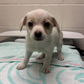 Chihuahua Dogs Available for Adoption - Tink | PetCurious