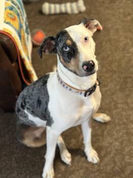 Rescue Catahoula Leopard Dog Dogs for Adoption in Boise, Idaho - Penny | PetCurious