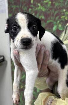 Rescue Terrier and Mixed Breed Dogs for Adoption in San Antonio, Texas - Deer | PetCurious