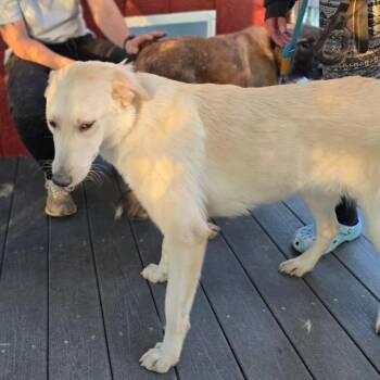 German Shepherd Dog and Great Pyrenees Dogs Available for Adoption - Denali | PetCurious