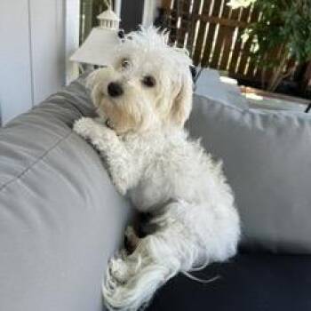 SANDY LEE -  Poodle and Terrier Dog for Adoption in Richmond, California - SANDY LEE | PetCurious