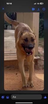 Chief -  German Shepherd Dog Dog for Adoption in Leesburg, Georgia - Chief | PetCurious