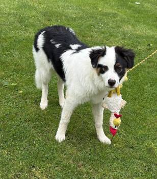 TUCKER -  Great Pyrenees and Australian Shepherd Dog for Adoption in Vandergrift, Pennsylvania - TUCKER | PetCurious