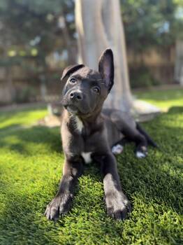Belgian Shepherd Malinois Dogs Available for Adoption - Jozi  | PetCurious
