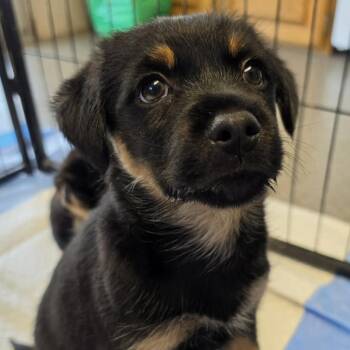 Mixed Breed Dogs Available for Adoption in West Richland, Washington - Faith | PetCurious