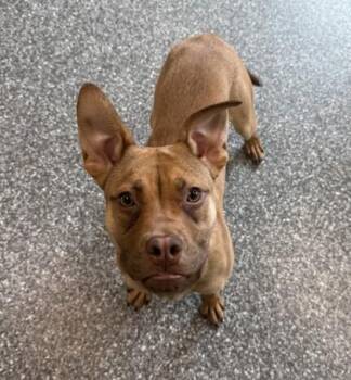 Zippy -  Pit Bull Terrier and Mixed Breed Dog for Adoption in Westland, Michigan - Zippy | PetCurious