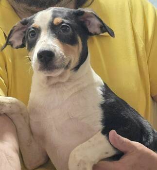 Australian Shepherd Dogs Available for Adoption - Tengu | PetCurious